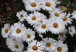 Aster dumosus 'White Opal' - jesenska astra