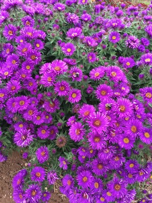 Aster novae angliae Purple Dome.JPG