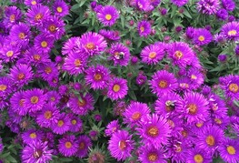 Aster novae-angliae 'Purple Dome' - jesenska astra