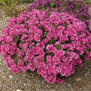 Aster novae angliae Vibrant Dome.JPG