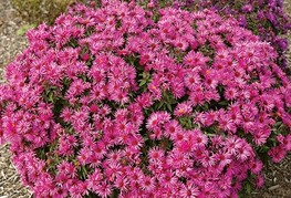 Aster novae-angliae 'Vibrant Dome' - jesenska astra