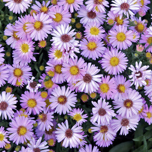 Aster dumosus Marjorie.jpg
