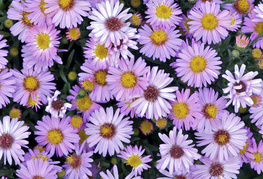 Aster dumosus 'Marjorie' - jesenska astra