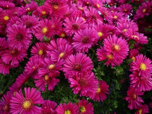 Aster dumosus Tonga.jpg