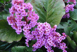 Bergenia cordifolia 'Rotblum' - bergenija