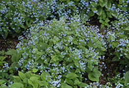 Brunera macrophylla - kavkaška spominčica