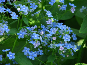 Brunnera_macrophylla.JPG