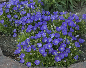 Campanula carpatica Pearl Blue.png