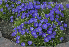 Campanula carpatica 'Pearl Blue' - zvončnica