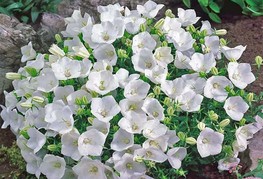 Campanula carpatica 'Pearl White' - zvončnica