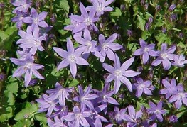 Campanula poscharskyana - zvončnica