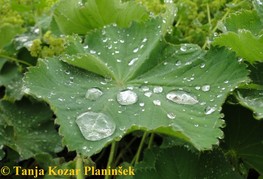 Alchemilla mollis - mehkodlaka plahtica