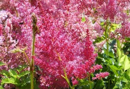 Astilbe x arendsii 'Fanal' - kresnica