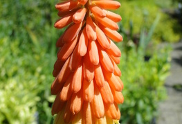 Kniphofia uvaria 'Grandiflora' - bakljasta lilija