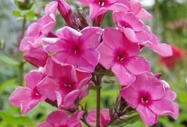 Phlox paniculata 'Peacock™ Rose Dark Eye' - grozdasta plameka