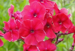 Phlox paniculata 'Peacock™ Cherry Red' - grozdasta plamenka