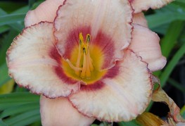 Hemerocallis 'Strawberry Candy' - maslenica, enodnevna lilija