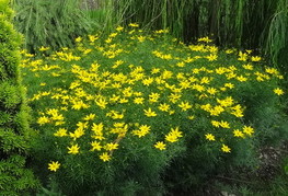 Coreopsis verticillata 'Zagreb' - lepe očke