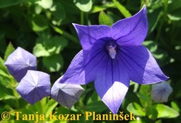 Platycodon grandiflorus F1 'Astra Blue' - zvončnik