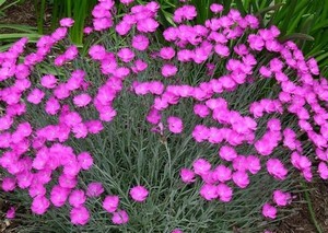 Dianthus gratianopolitanus Feuerhexe.jpg