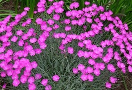 Dianthus gratianopolitanus 'Feuerhexe' (= D. gratianopolitanus 'Fire Witch') - nageljček