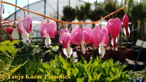 Dicentra spectabilis.jpg