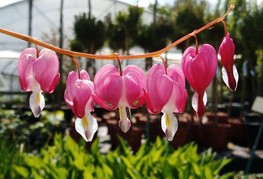 Dicentra spectabilis - srčki