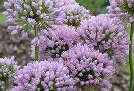 Allium senescens ssp. senescens - okrasni drobnjak