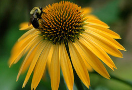 Echinacea purpurea 'Harvest Moon™' - ameriški slamnik