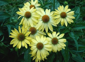 Echinacea purpurea Sunrise.jpg