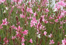 Gaura lindheimeri 'Siskyou Pink' - gavra