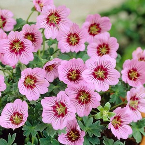Geranium cinereum Rothbury Gem.jpg
