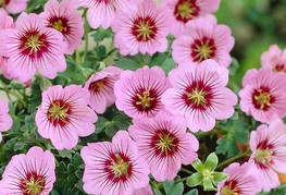 Geranium cinereum 'Rothbury Gem' - krvomočnica