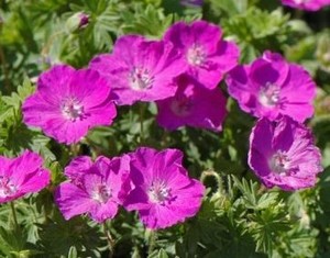 Geranium sanguineum Compact.jpg