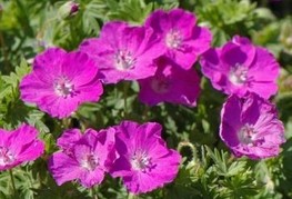 Geranium sanguineum 'Compact' - krvomočnica