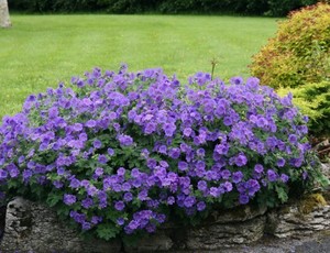 Geranium x magnificum.jpg