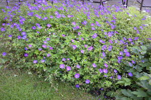 Geranium Johnsons Blue.jpg