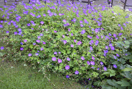 Geranium 'Johnson's Blue' - krvomočnica