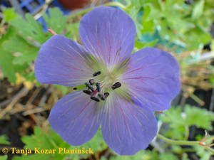 Geranium_Johnsons_Blueb_b.jpg