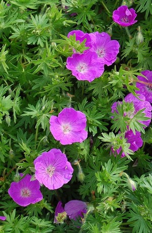 Geranium_sanguineum_Elsbeth.jpg