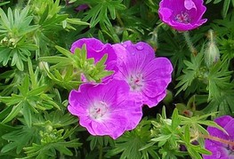 Geranium sanguineum 'Elsbeth' - krvomočnica