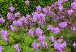 Geranium x cantabrigiense 'Karmina' - krvomočnica