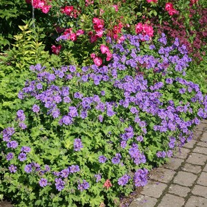 Geraniumm x magnificum Rosemoor.jpg