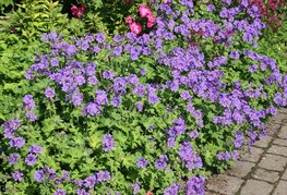 Geranium x magnificum 'Rosemoor' - krvomočnica