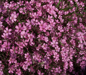 Gypsophila Rosa Schoene.JPG