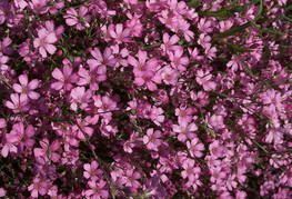 Gypsophilla repens 'Rosea Schönheit' - sadrenka, meglica