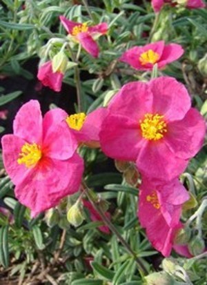 Helianthemum Beach Park Red.jpg