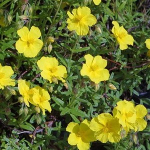 Helianthemum Golden Queen.jpg