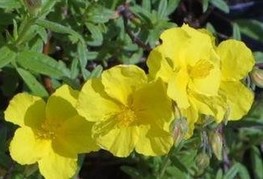 Helianthemum 'Golden Queen' - sončece