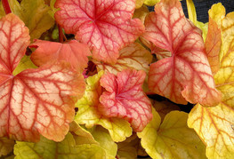 Heuchera 'Champagne' - iskrivka, ognjeni dež